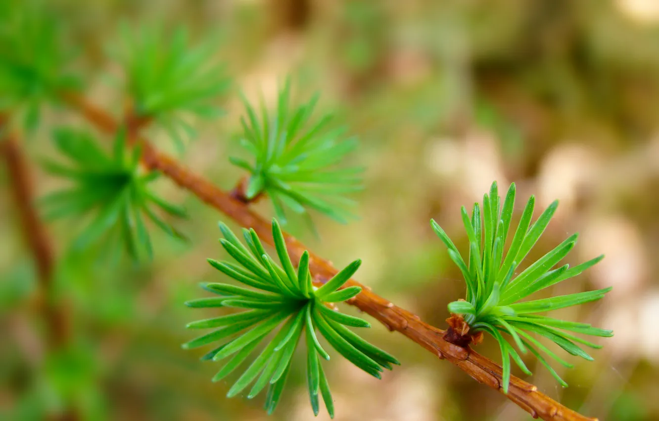 Photo wallpaper branches, green, web, spring, April, needles, larch, Needles