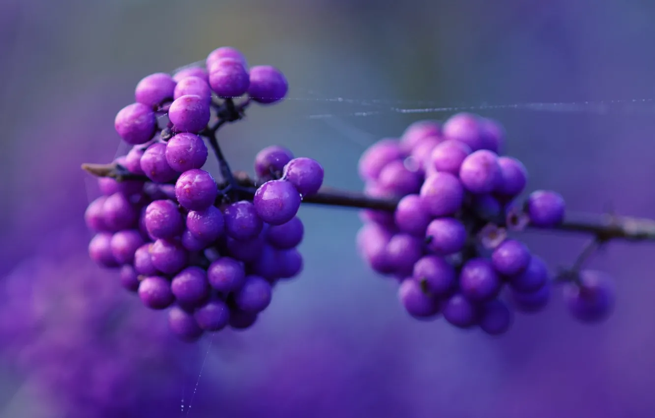 Photo wallpaper macro, berries, web, lilac berries