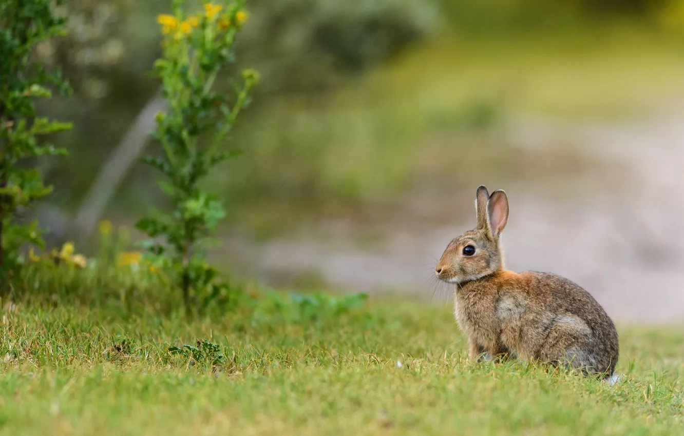 Photo wallpaper grass, nature, grey, background, glade, plant, hare, Bunny