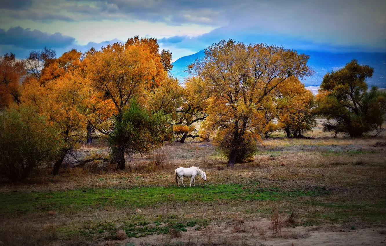 Photo wallpaper trees, nature, horse