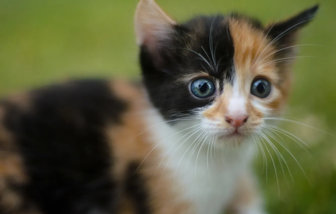 Photo wallpaper mustache, look, muzzle, kitty