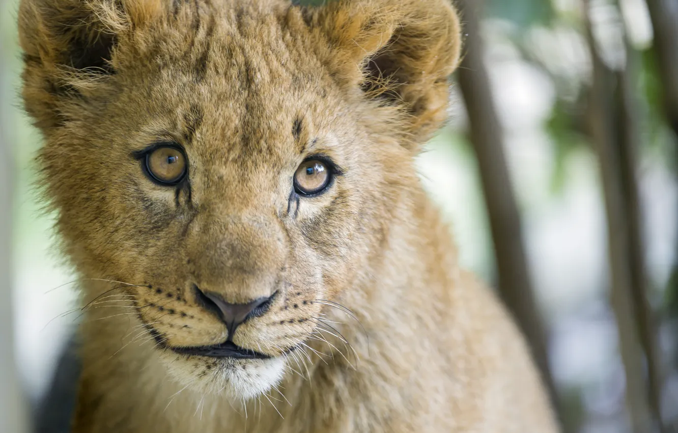 Photo wallpaper look, face, cub, kitty, lion, ©Tambako The Jaguar