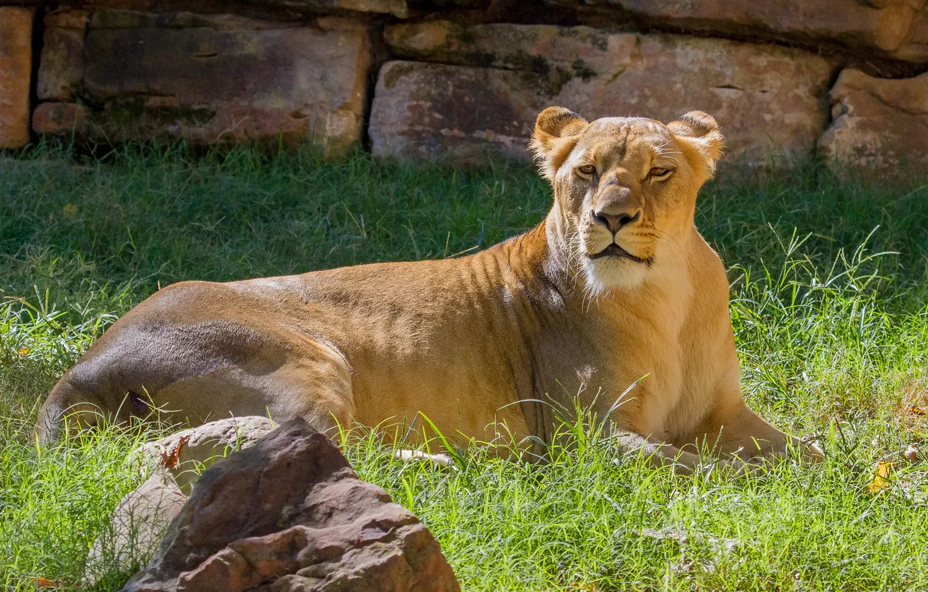 Photo wallpaper cat, grass, the sun, stones, stay, lioness