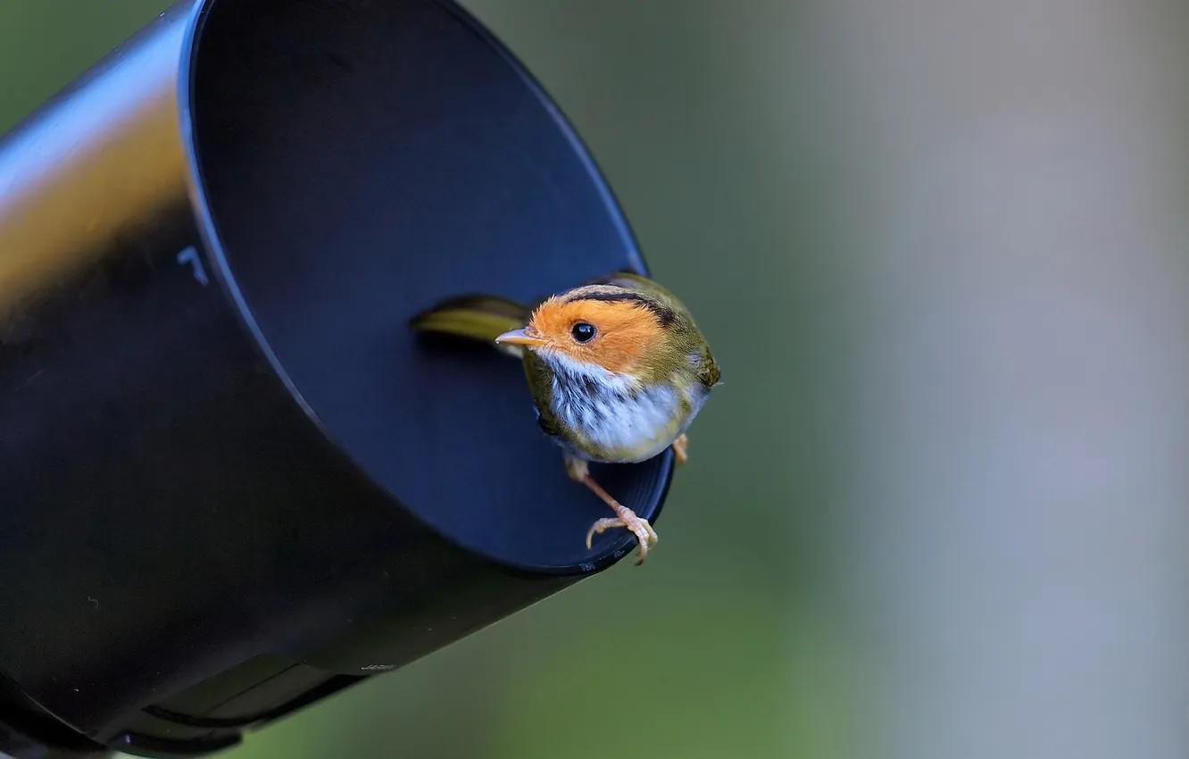 Photo wallpaper bird, lens, curiosity, Warbler