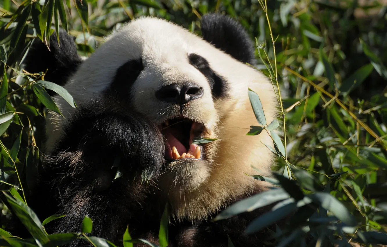Photo wallpaper greens, animal, Panda