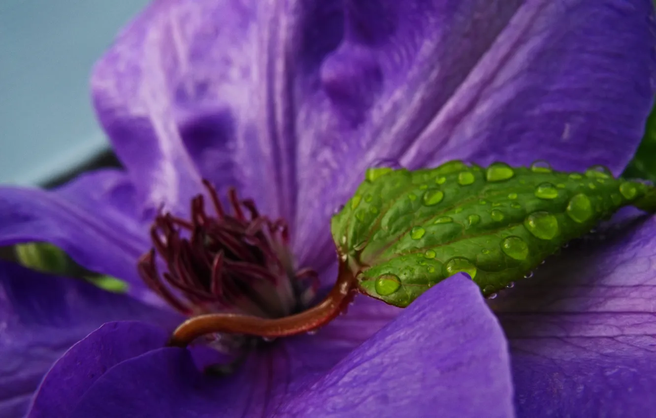 Photo wallpaper leaves, drops, flowers, Purple and Green