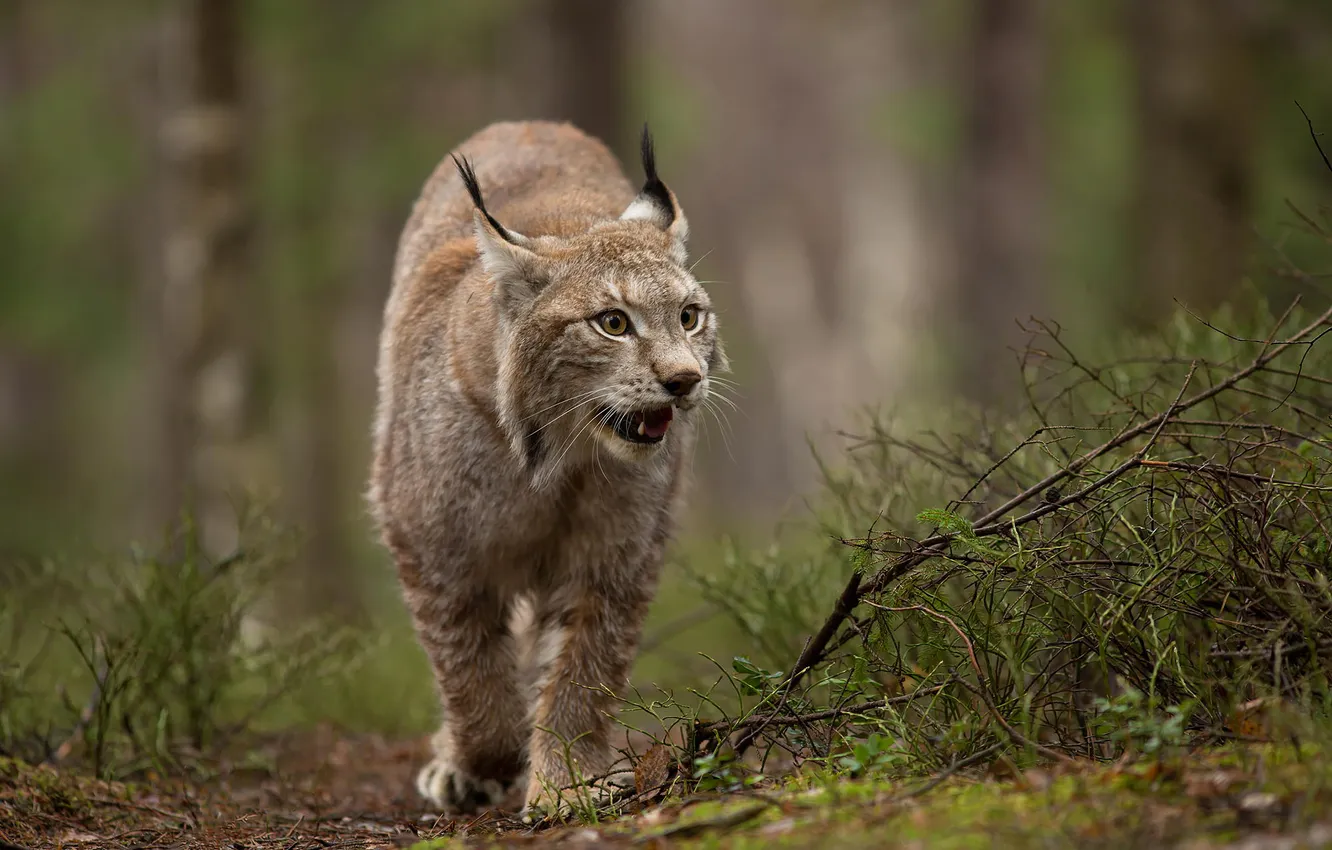 Photo wallpaper forest, nature, animal, predator, lynx, wild cat