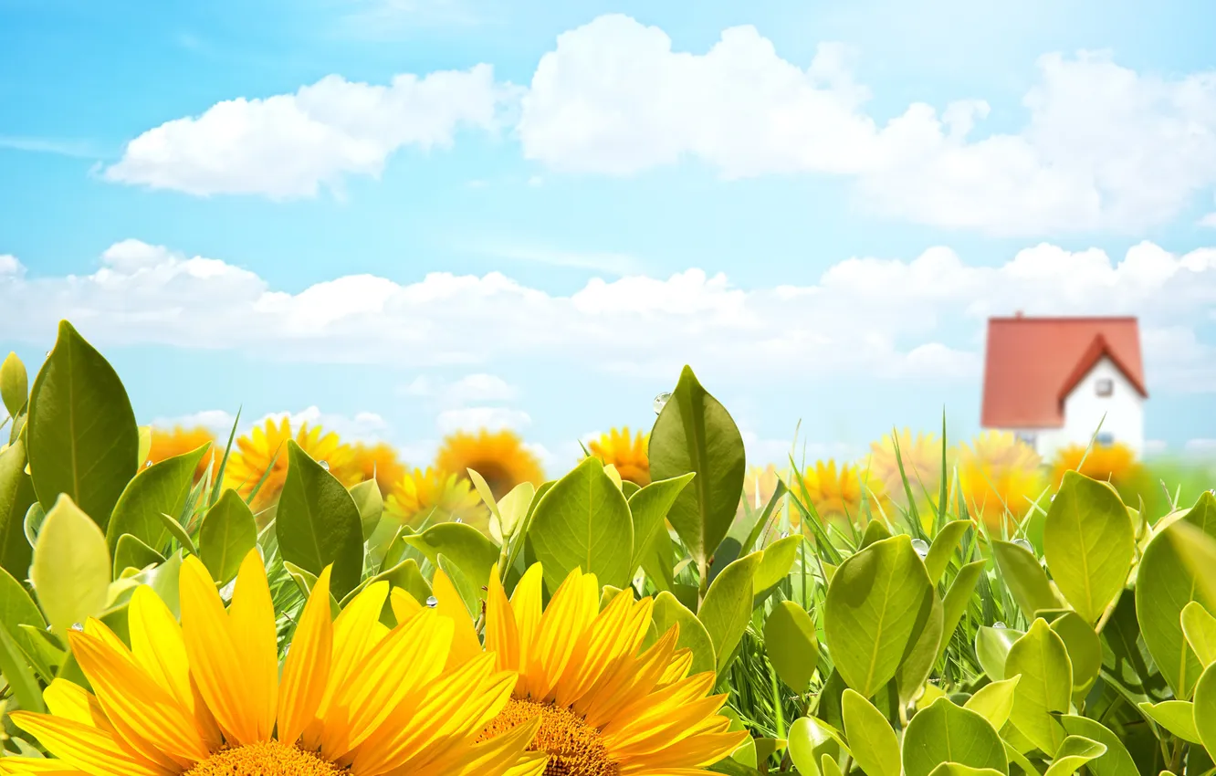 Photo wallpaper field, the sky, the sun, clouds, flowers, yellow, sunflower, house