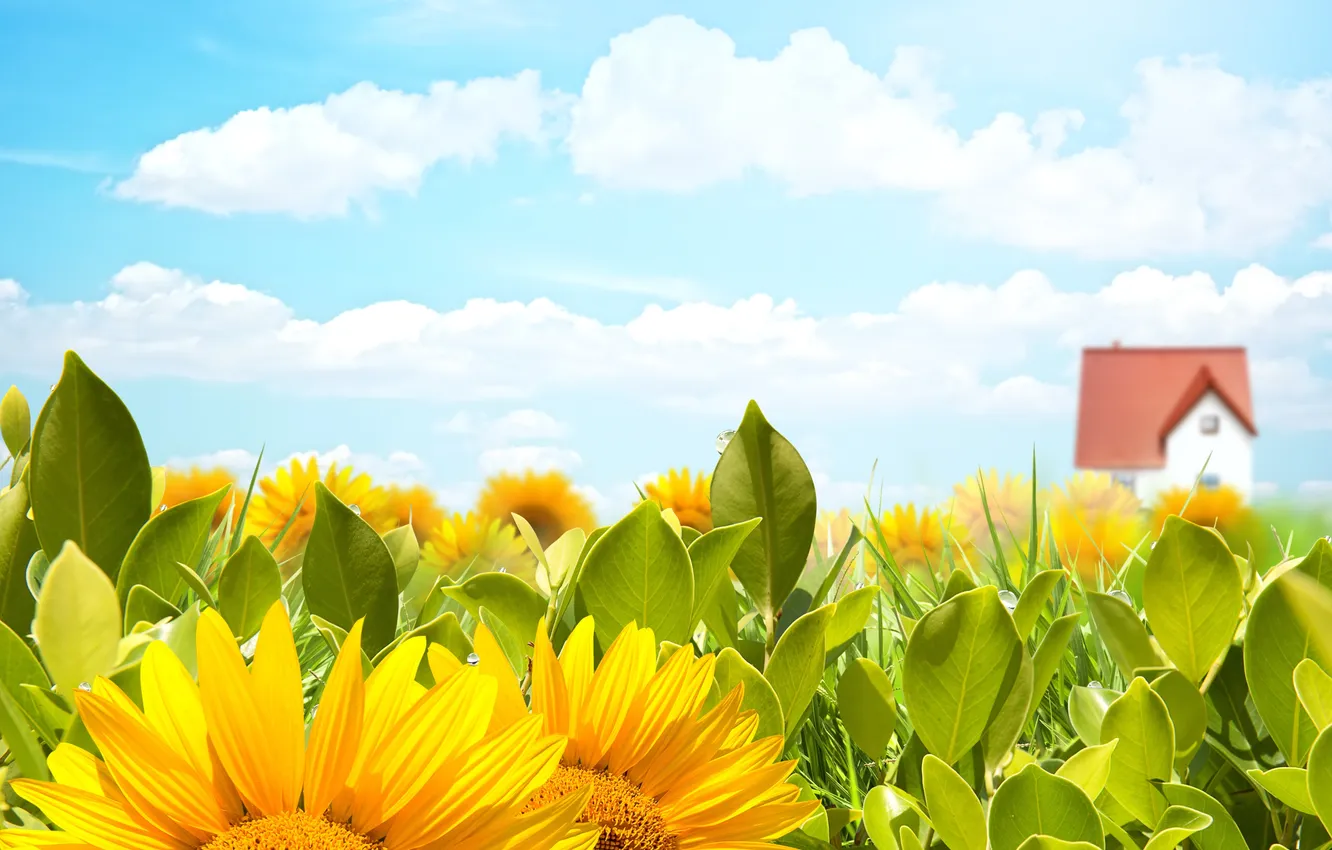 Photo wallpaper field, the sky, the sun, clouds, sunflowers, flowers, yellow, house