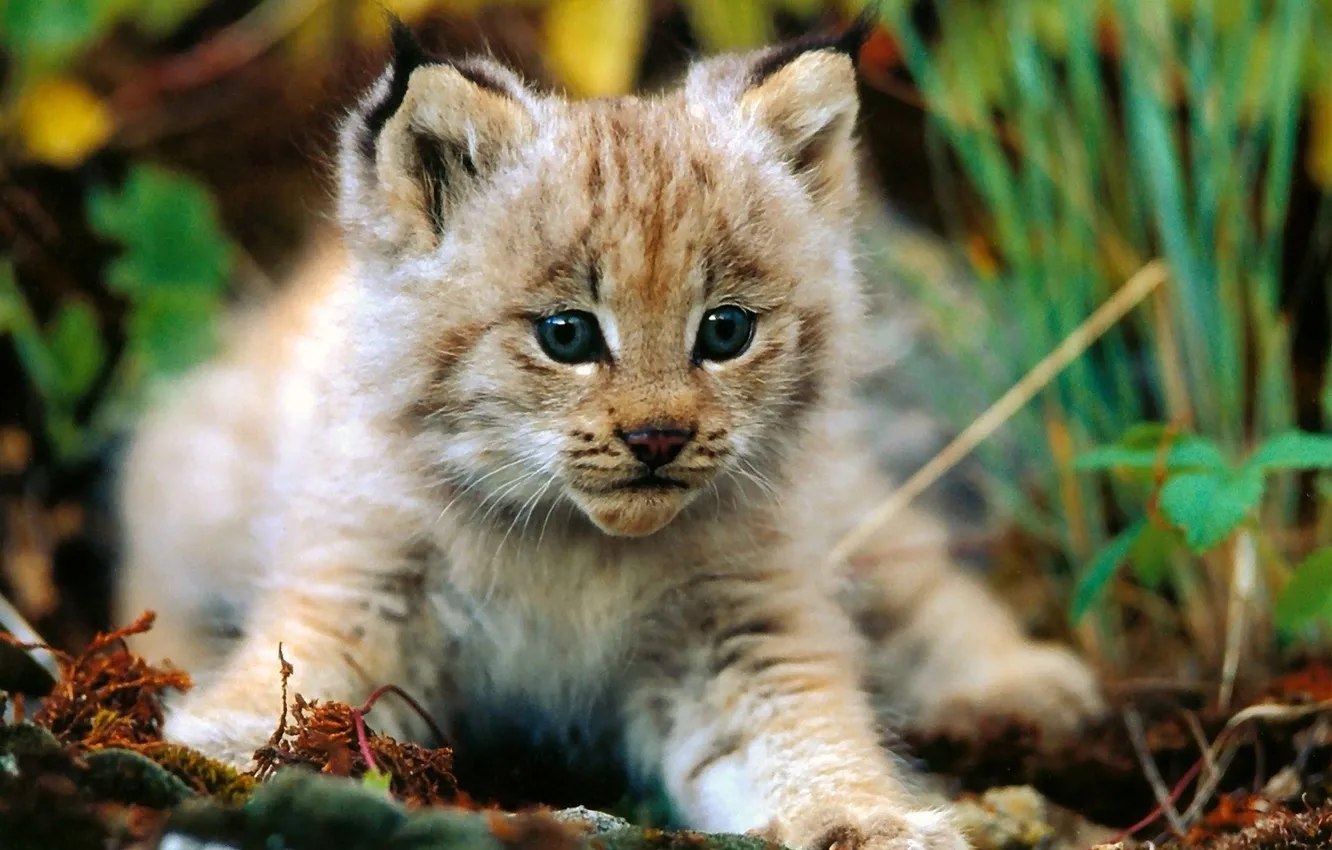 Photo wallpaper animals, lynx, cat
