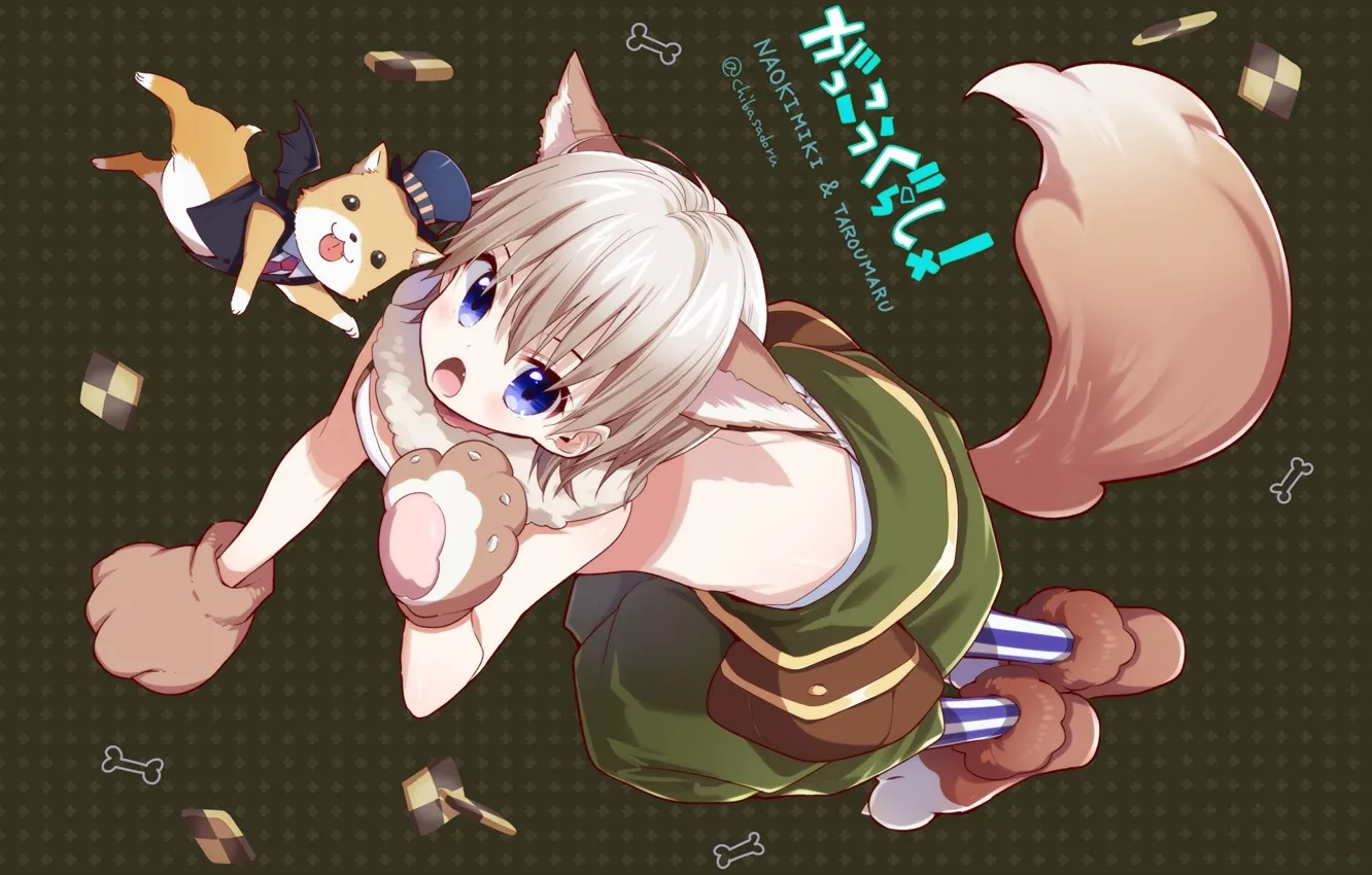 Photo wallpaper tail, puppy, cookies, blue eyes, standing on all fours, ears zhivotonogo, Gakkougurashi, Taroumaru