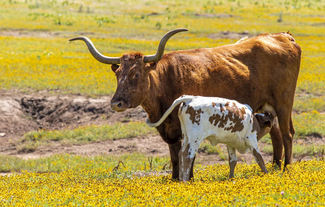 Photo wallpaper field, look, flowers, yellow, pose, cows, meadow, horns