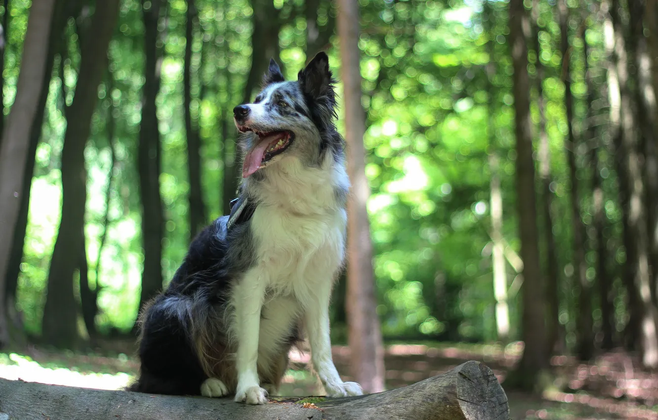 Photo wallpaper Dog, Border Collie, Bokeh, Forest, Look