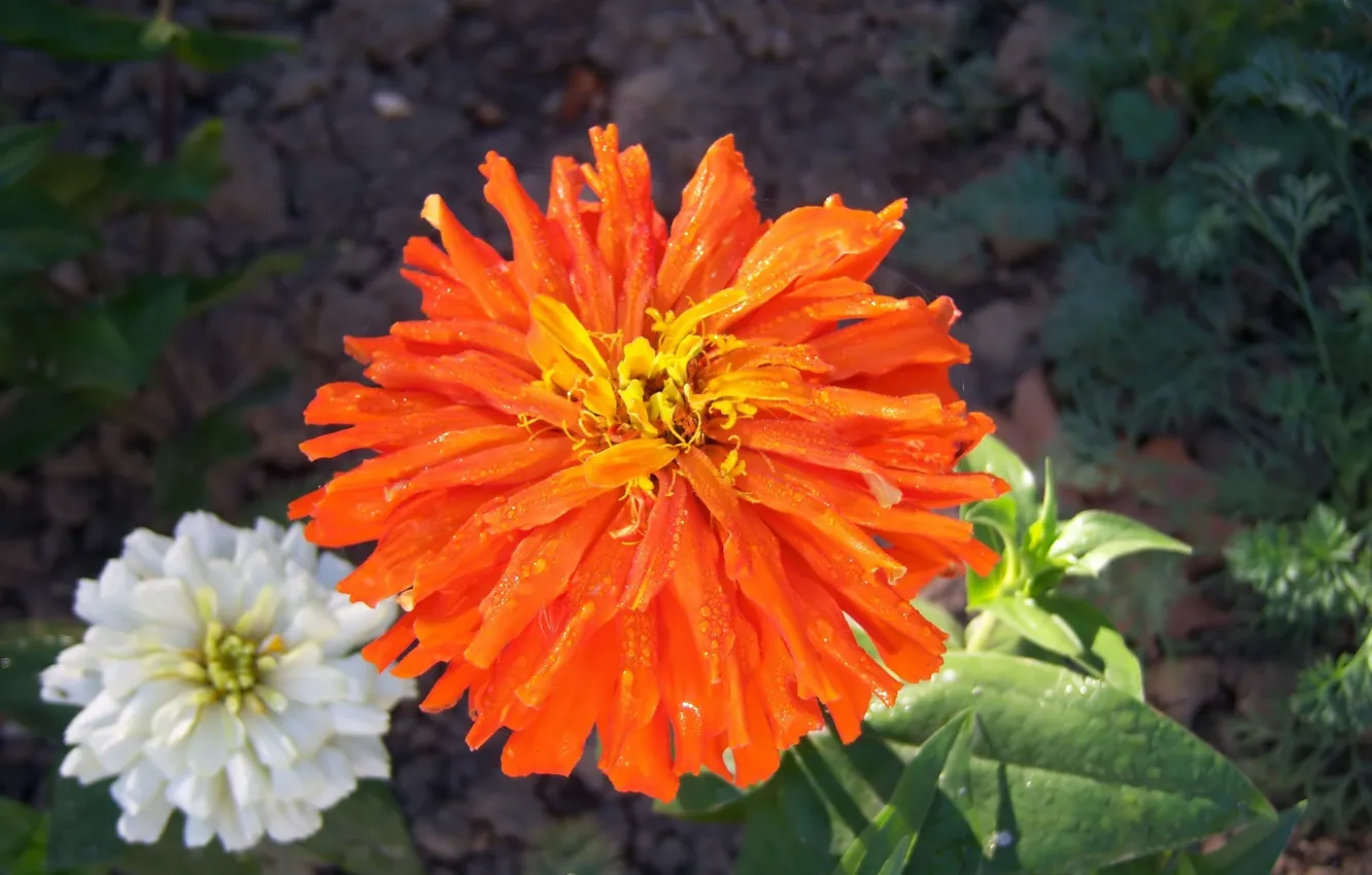 Photo wallpaper flowers, flowerbed, zinnia, Meduzanol ©