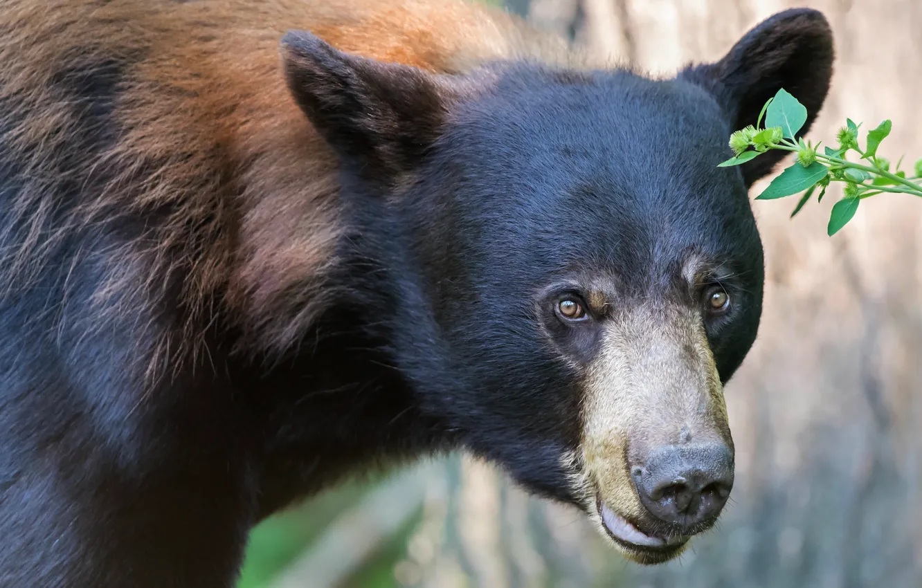 Photo wallpaper look, face, black, portrait, bear, Baribal