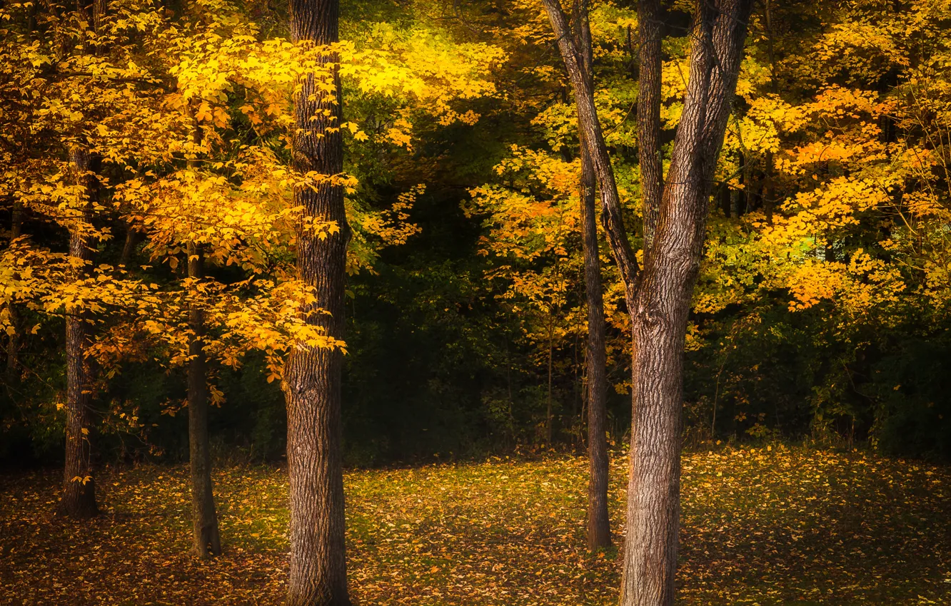 Photo wallpaper autumn, forest, leaves, trees, yellow