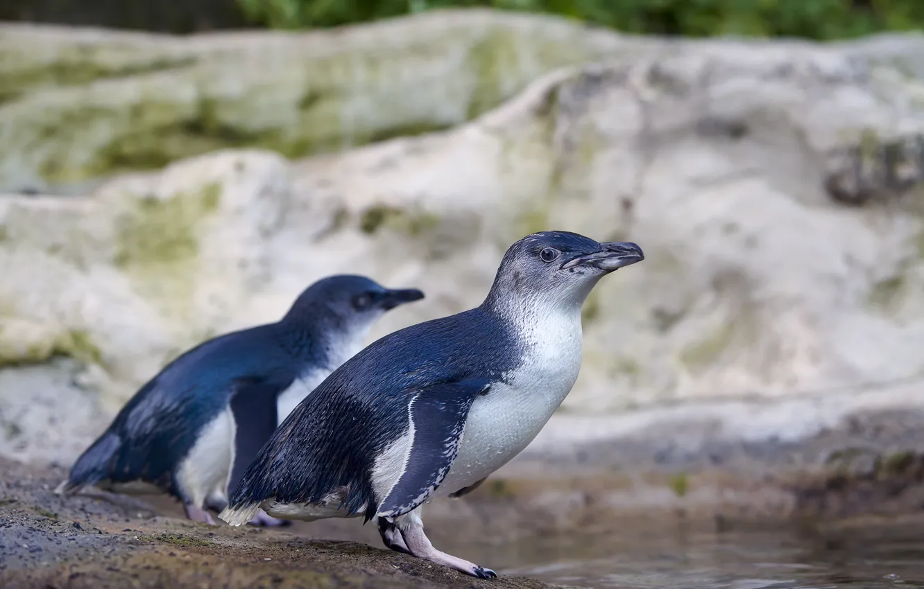Photo wallpaper rocks, bird, shore, penguins, a couple