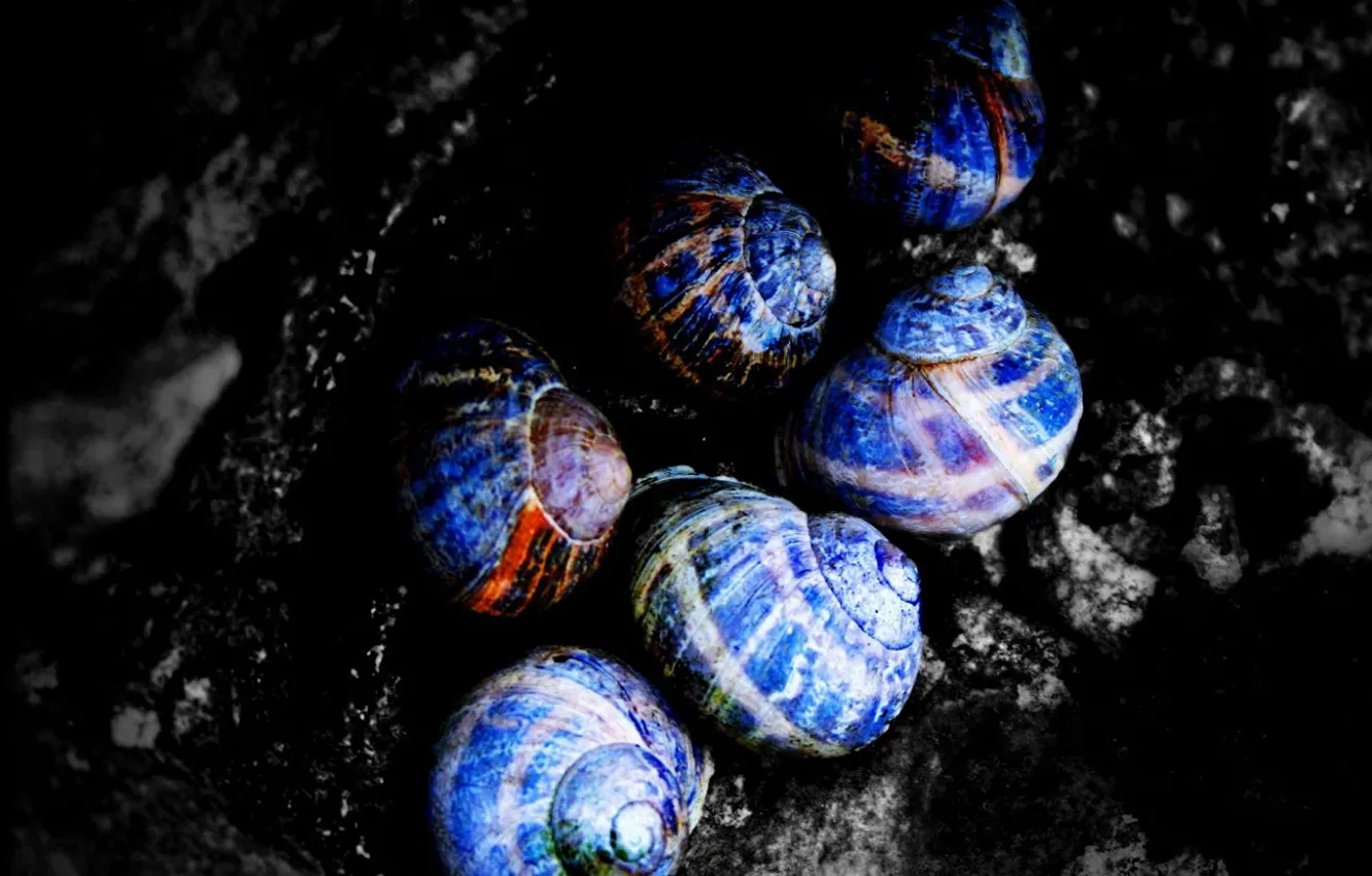 Photo wallpaper black, color, shell