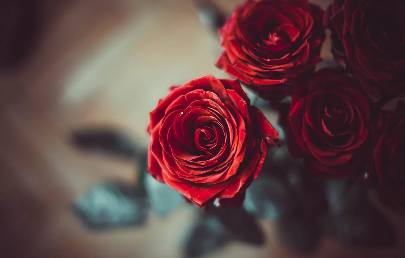 Photo wallpaper flowers, roses, red
