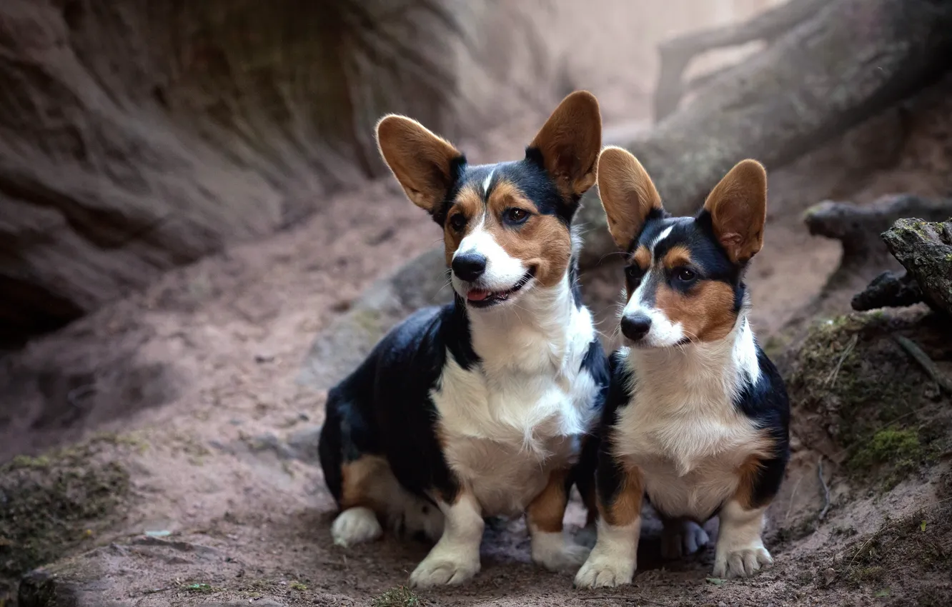 Photo wallpaper nature, dog, Corgi