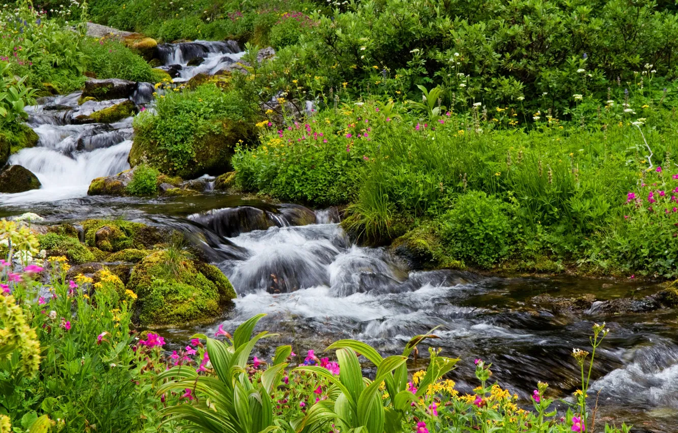 Photo wallpaper greens, grass, flowers, stream, stones, moss, USA, the bushes