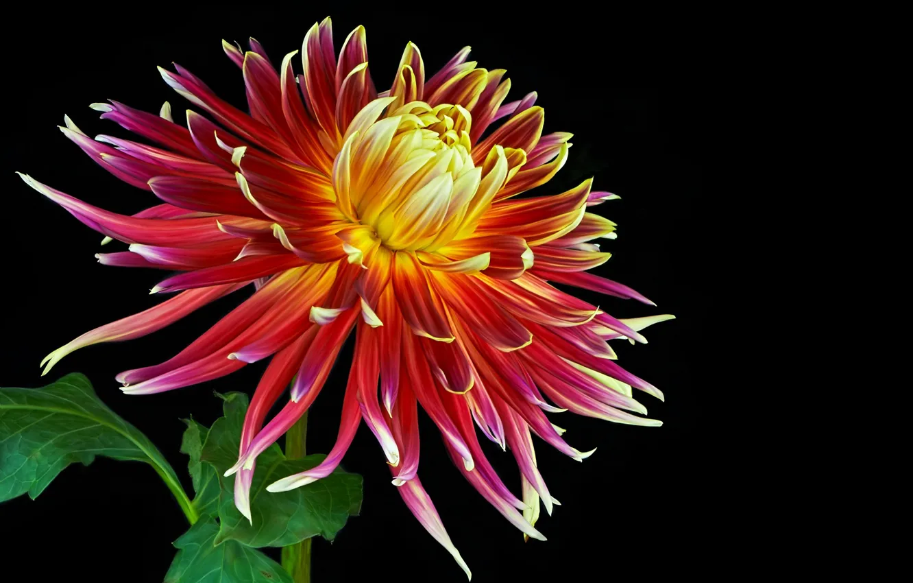 Photo wallpaper flowers, bright, bright, dahlias