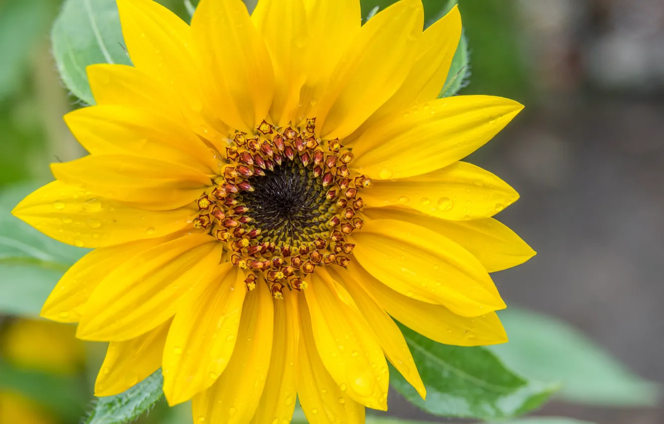 Photo wallpaper drops, macro, sunflowers, flowers
