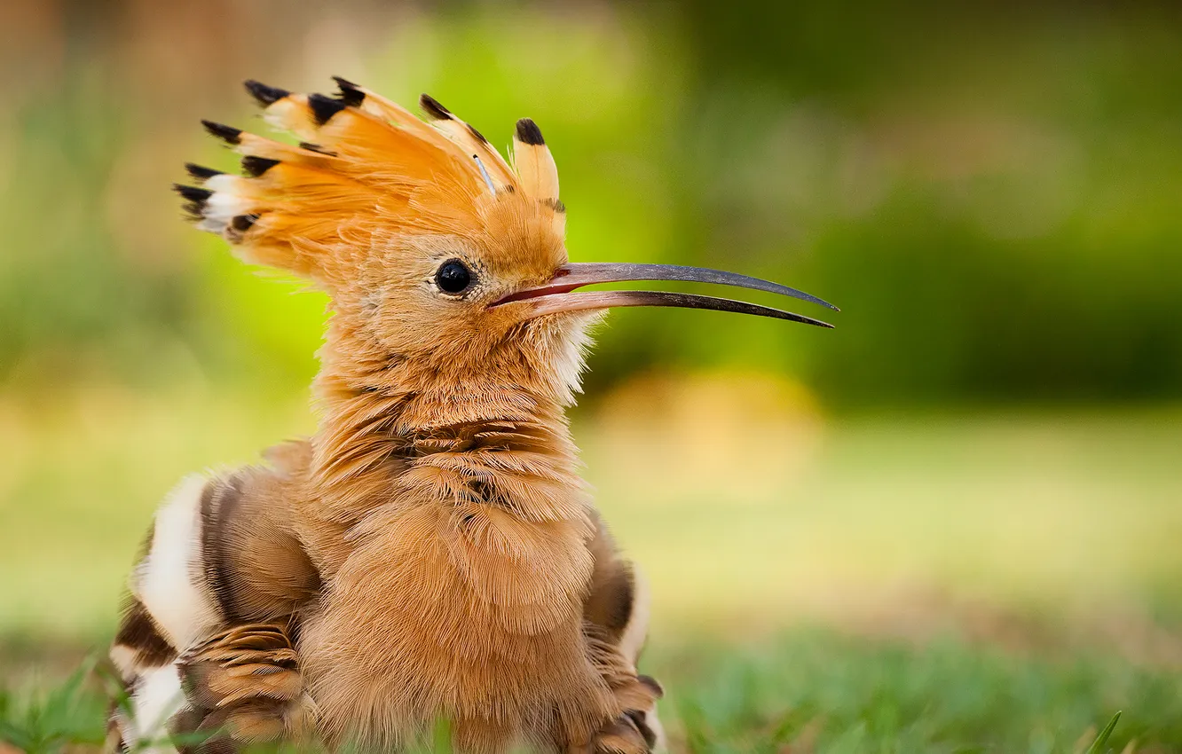 Photo wallpaper bird, feathers, beak, bokeh, Удод