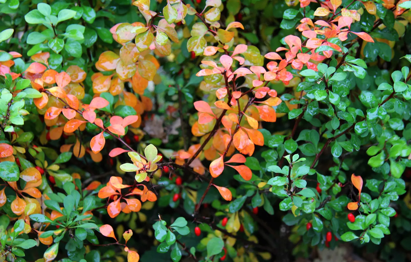 Photo wallpaper autumn, leaves, branches, Wallpaper, fruit, wallpaper, wallpapers, beautiful Wallpaper