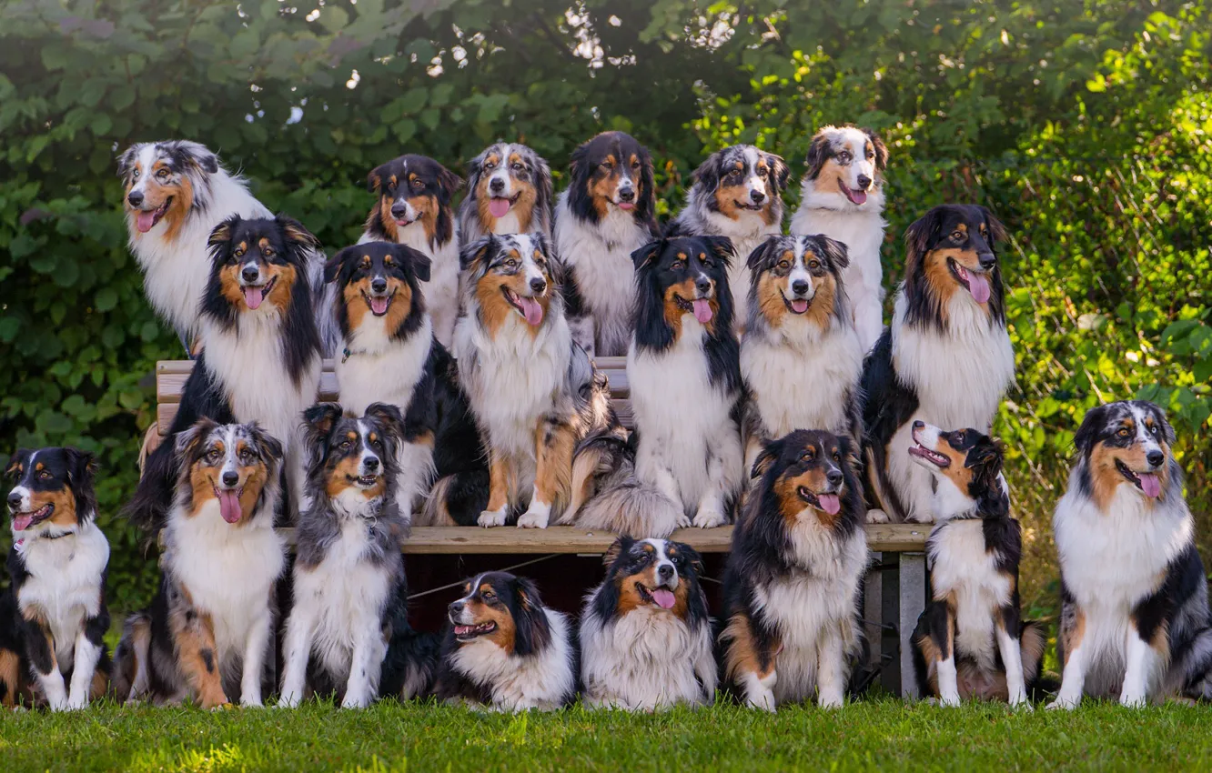 Photo wallpaper dogs, a lot, family portrait, Australian shepherd, Aussie