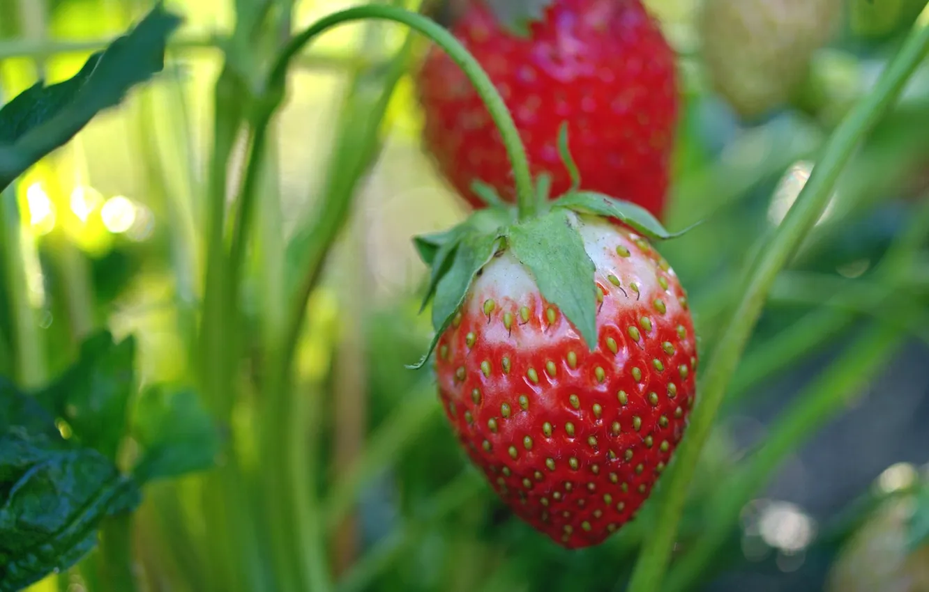 Photo wallpaper nature, stem, strawberries, strawberry, leaf, the beds