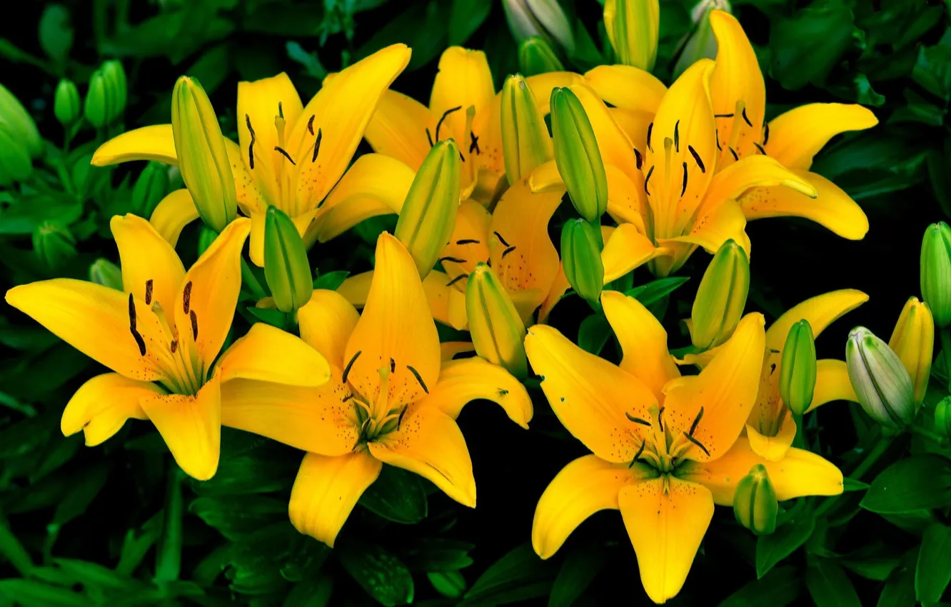 Photo wallpaper yellow, Lily, stamens, buds