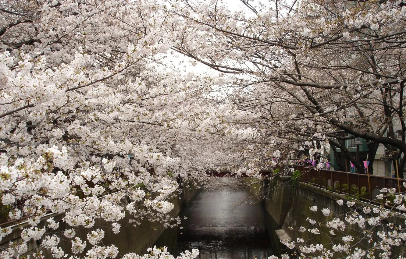 Photo wallpaper trees, flowers, the city, spring, Tokyo, flowering, water channel