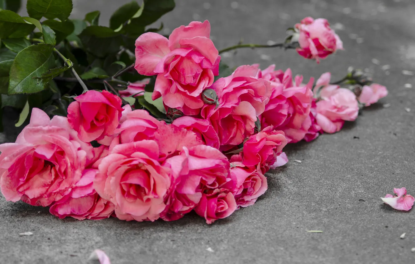 Photo wallpaper flowers, roses, pink, buds, pink, flowers, romantic, petals