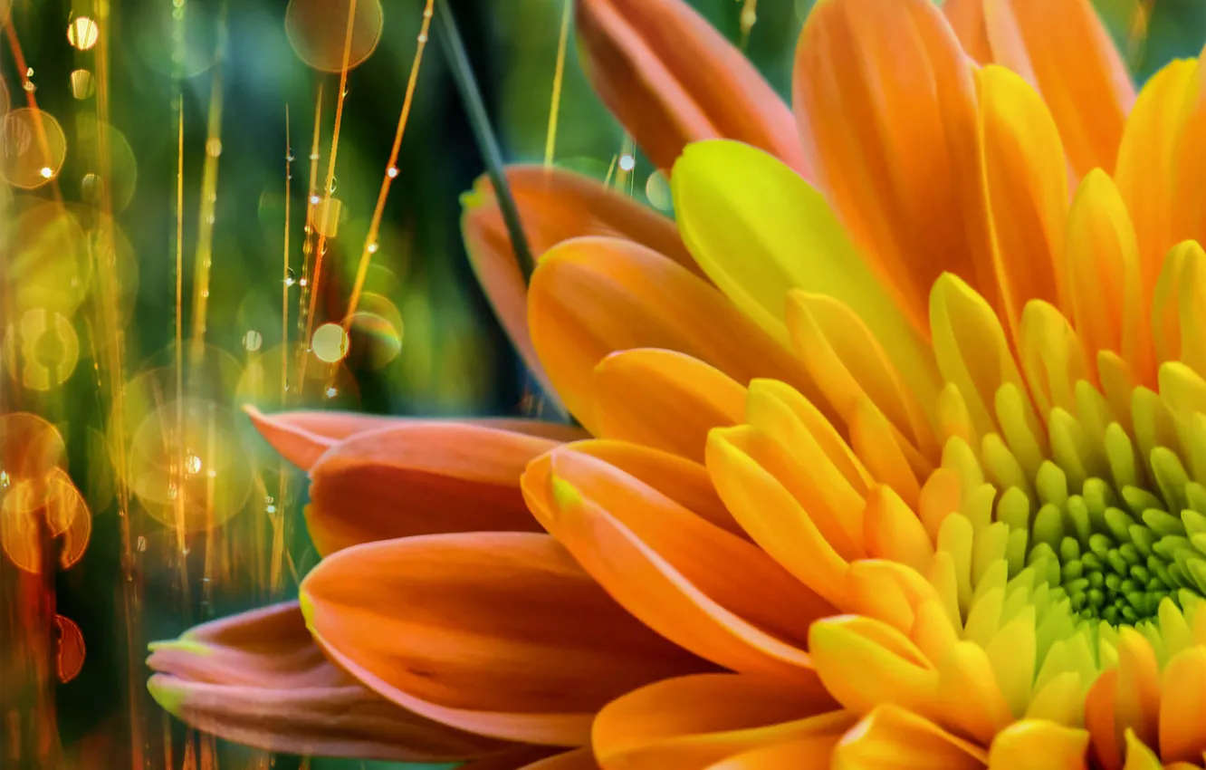 Photo wallpaper flowers, bokeh, retouching, by dashakern