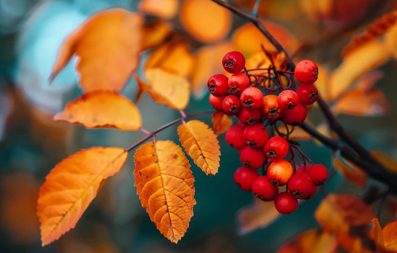 Photo wallpaper autumn, leaves, branches, red, berries, fruit, Rowan, bokeh