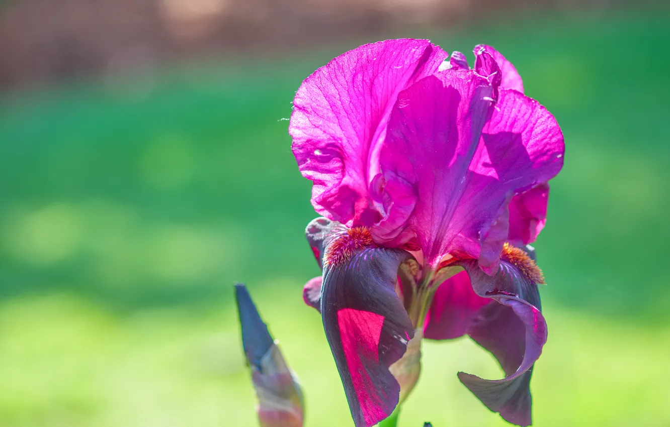 Photo wallpaper macro, petals, stem, iris