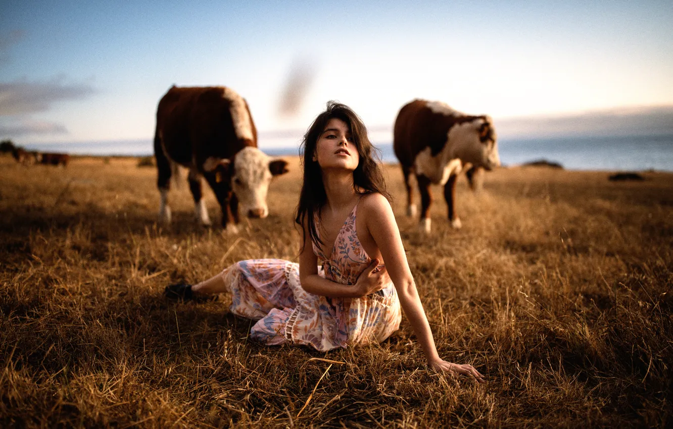Photo wallpaper girl, cows, Jesse Duke