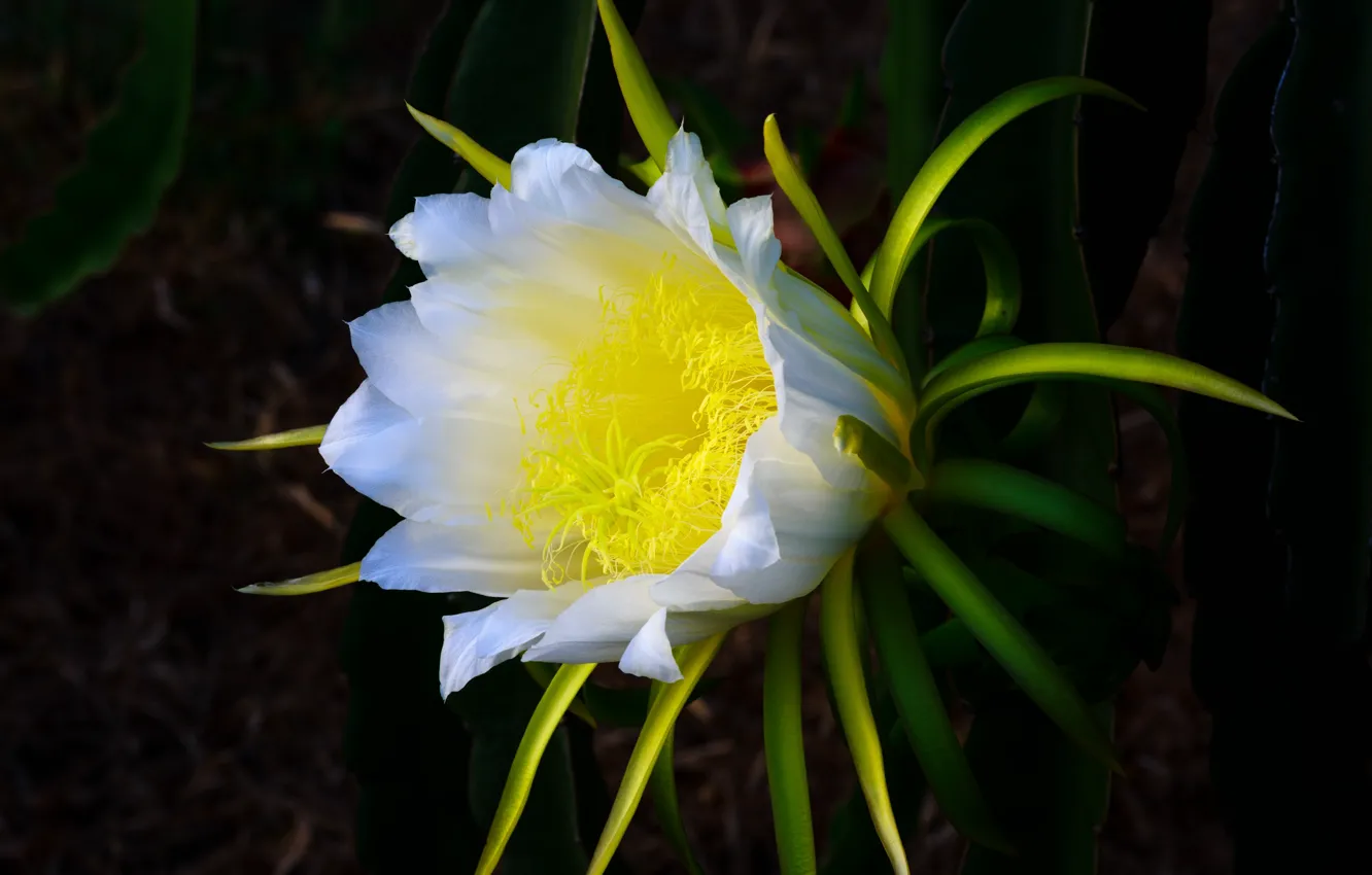 Photo wallpaper nature, petals, cactus