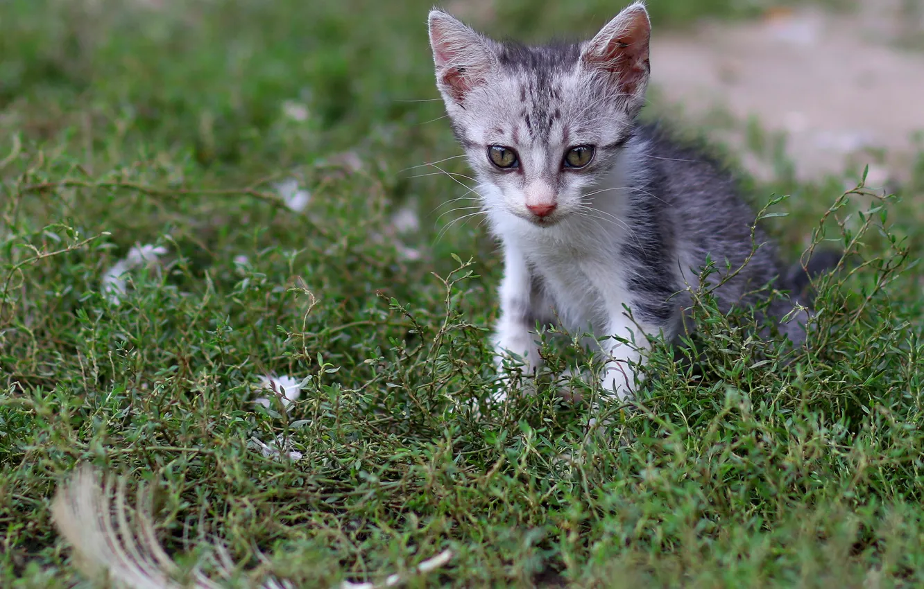 Photo wallpaper cat, summer, grass, look, pose, feathers, baby, kitty