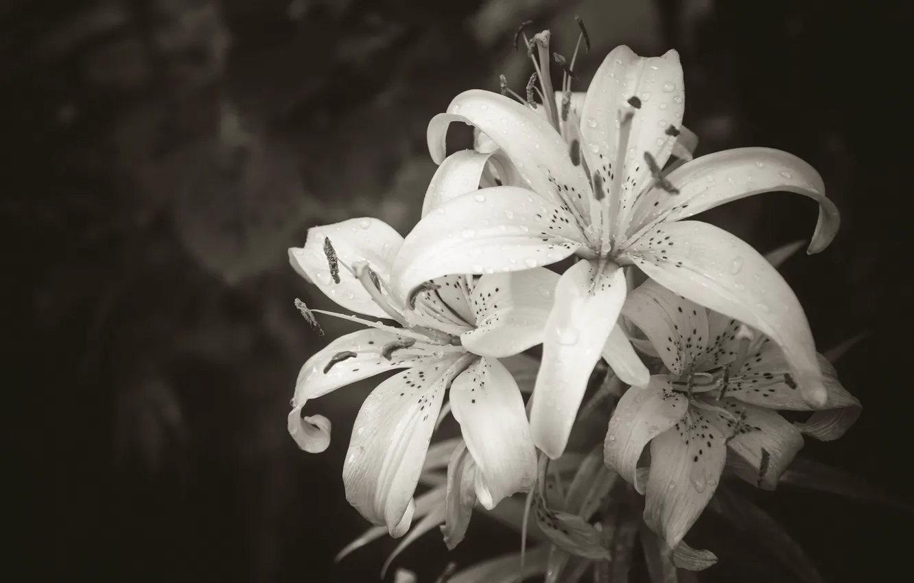 Photo wallpaper flowers, Lily, black and white