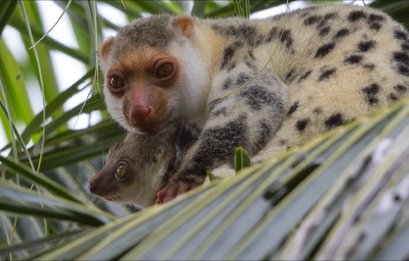 Photo wallpaper two, monkey, monkey, animals, two, Madagascar, Madagascar