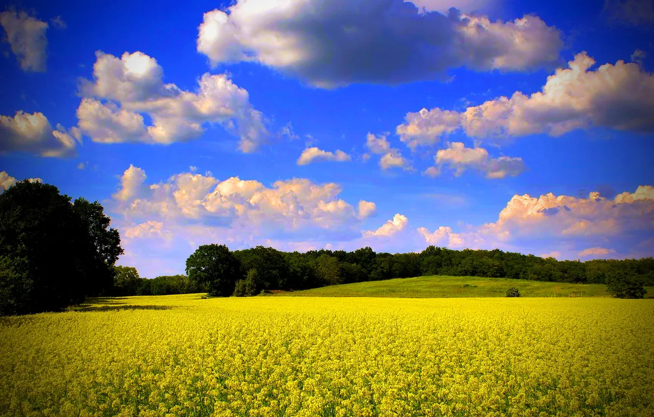 Photo wallpaper field, summer, the sky, clouds, trees, flowers, rape