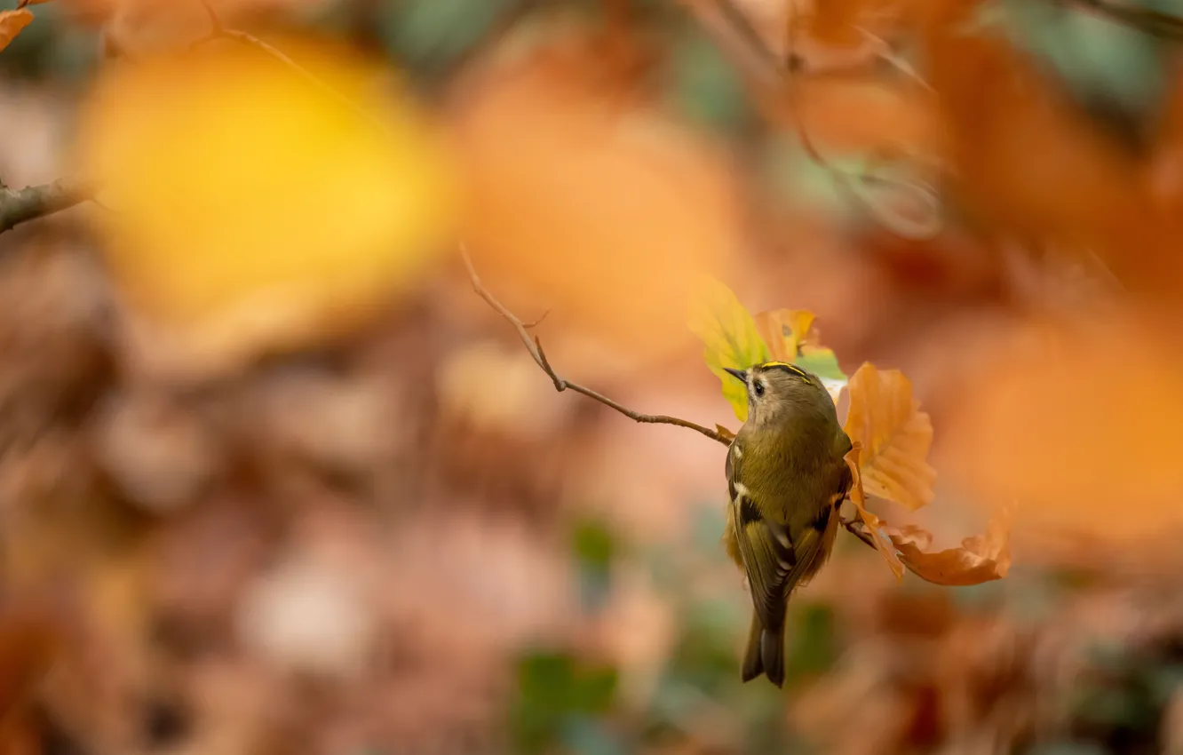 Photo wallpaper autumn, leaves, bird, blur, branch, orange background, bokeh, a woodland songster
