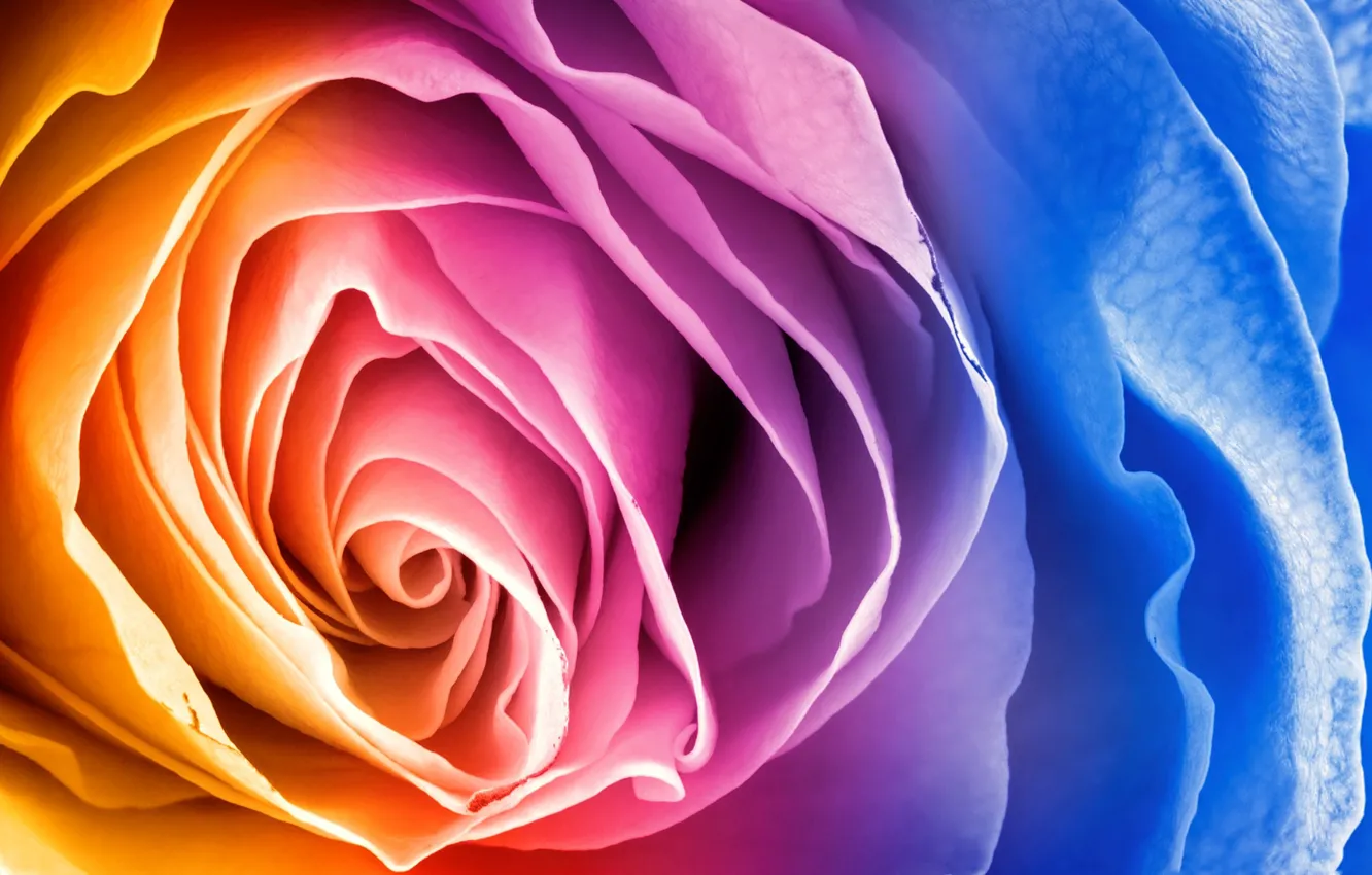 Photo wallpaper flower, rose, rainbow, petals