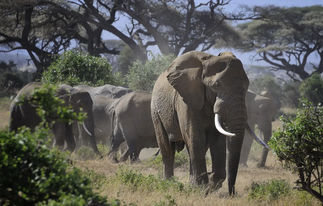 Photo wallpaper nature, elephant, Africa, tusks, the herd, the leader