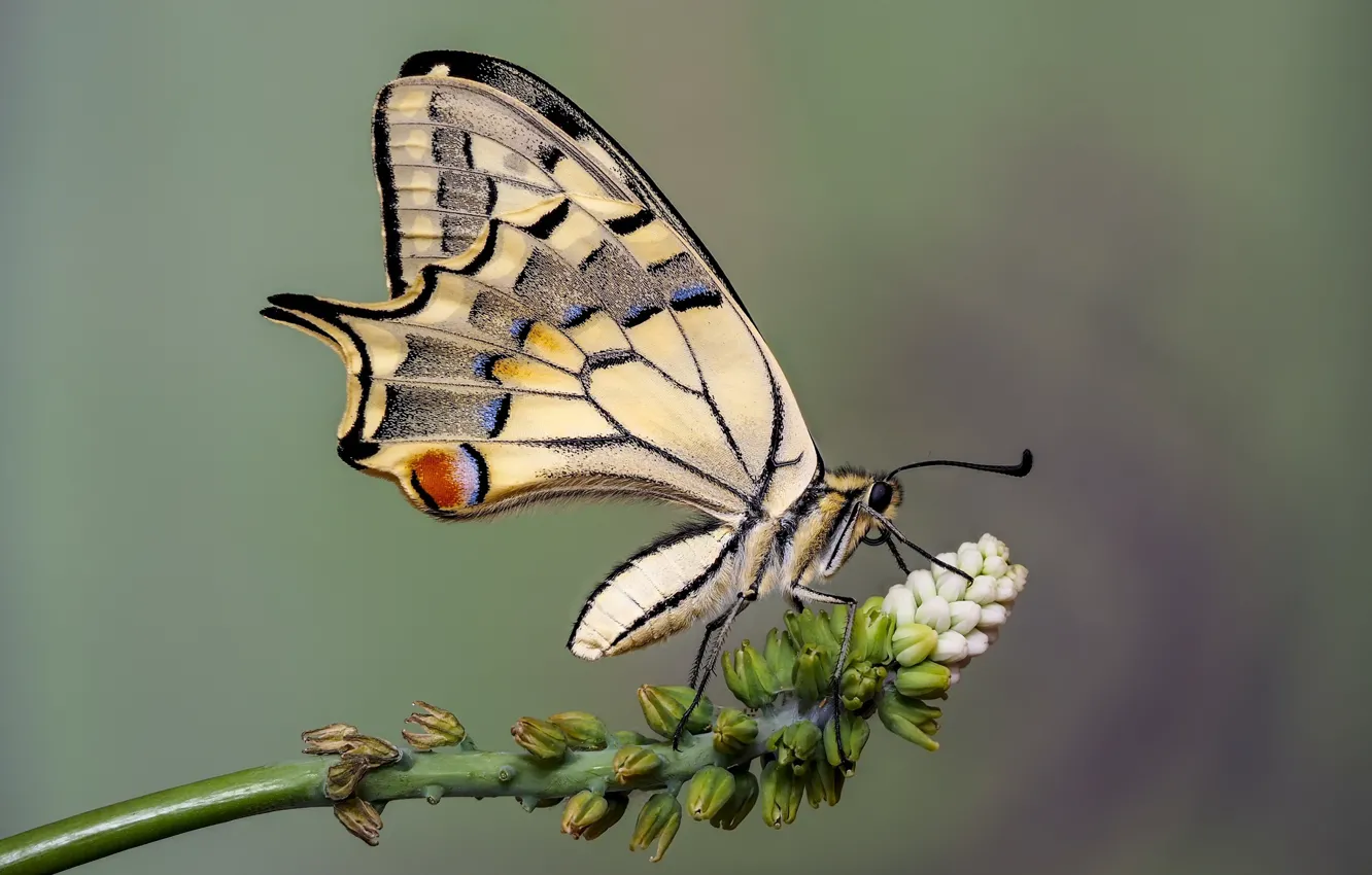 Photo wallpaper flowers, butterfly, swallowtail