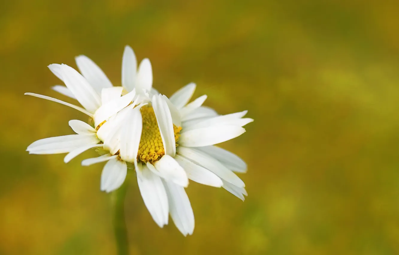 Photo wallpaper flower, summer, Daisy