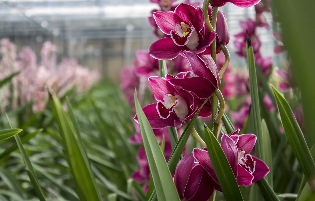 Photo wallpaper raspberry, flowers, greenhouse, greenhouse, Orchid, leaves