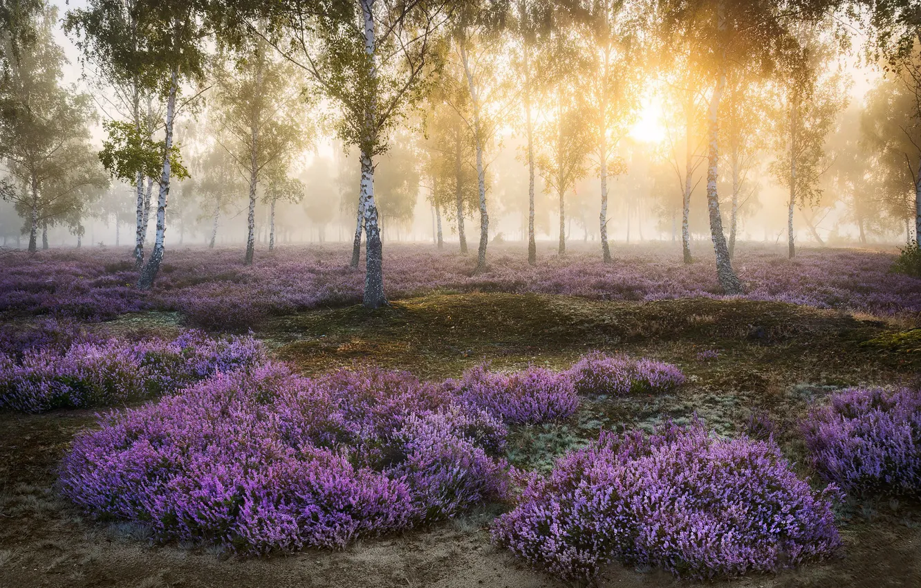 Photo wallpaper forest, the sun, trees, flowers, fog, glade, morning, birch